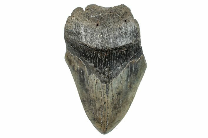Partial Fossil Megalodon Tooth - South Carolina #277413